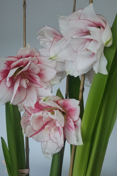 Balti sarkanu pildītu ziedu amariļļu un granīta imitācijas bļodas komplekts iekštelpu kompozīcijai