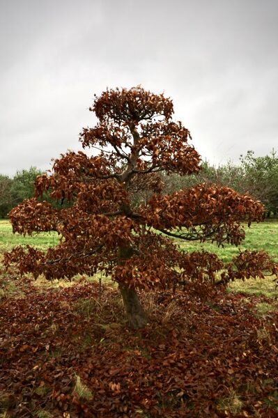 Parastā skābarža (Carpinus betulus) NIWAKI dižstāds – unikālas formas koks