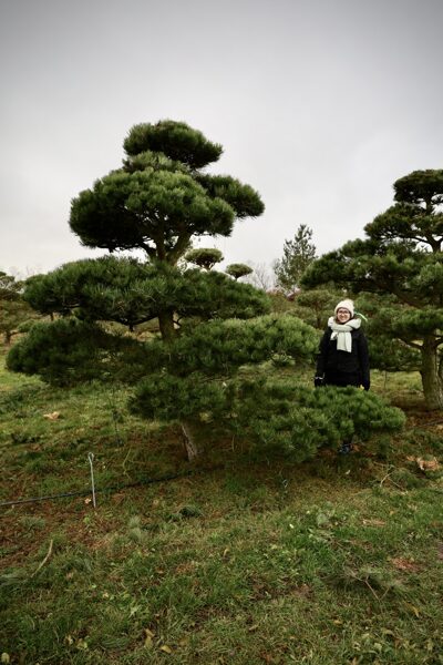 Melnās priedes (Pinus nigra) NIWAKI dižstāds – unikālas formas koks