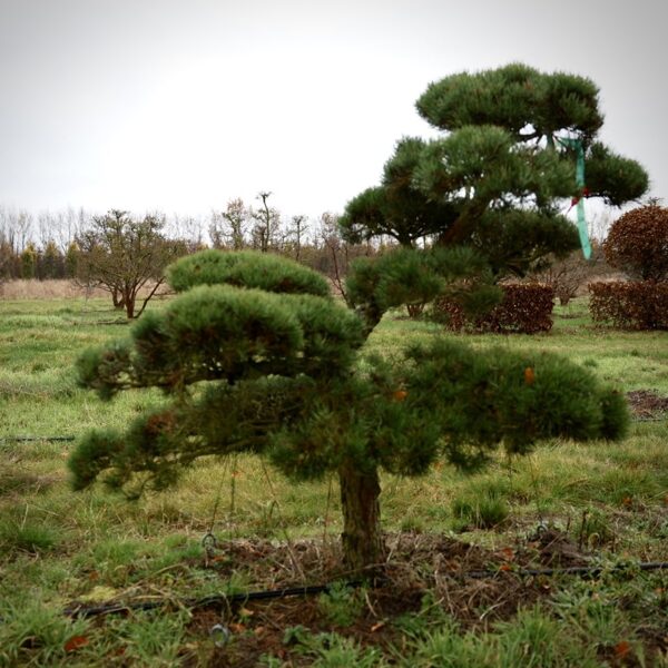 Parastās priedes (Pinus sylvestris) BONSAI-NIWAKI dižstāds (Nr.2) – unikālas formas koks