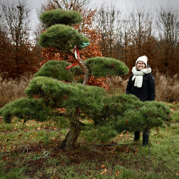 Parastās priedes (Pinus sylvestris) BONSAI-NIWAKI dižstāds (Nr.4) – unikālas formas koks