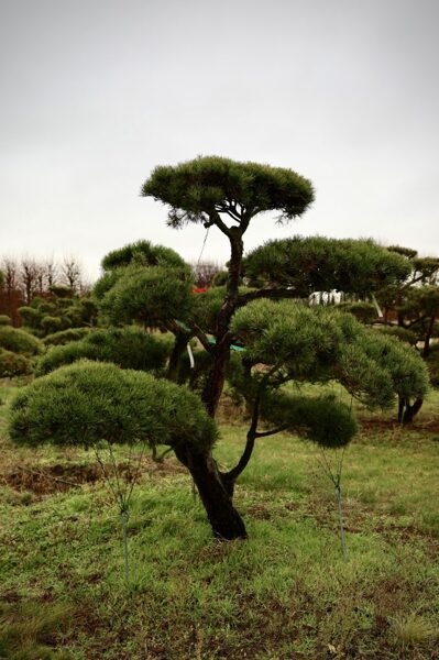 Parastās priedes (Pinus sylvestris) NIWAKI dižstāds (Nr.5) – unikālas formas koks