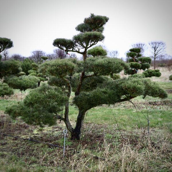 Parastās priedes (Pinus sylvestris) NIWAKI dižstāds (Nr.6) – unikālas formas koks