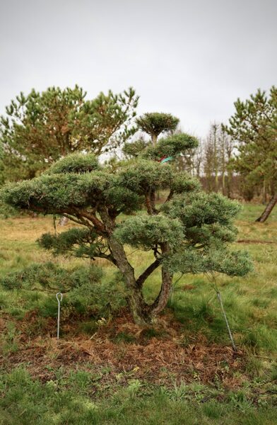 Parastās priedes (Pinus sylvestris) BONSAI-NIWAKI dižstāds (Nr.1) – unikālas formas koks