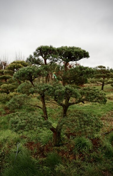 Parastās priedes (Pinus sylvestris) BONSAI-NIWAKI dižstāds (Nr.3) – unikālas formas koks