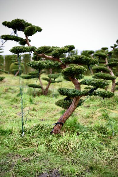 Parastās īves (Taxus baccata) BONSAI-NIWAKI dižstāds (Nr.1) – unikālas formas miniatūrs koks