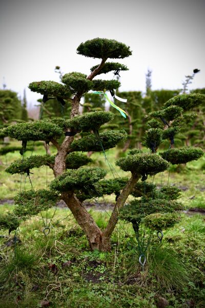 Parastās īves (Taxus baccata) BONSAI-NIWAKI dižstāds (Nr.2) – unikālas formas miniatūrs koks