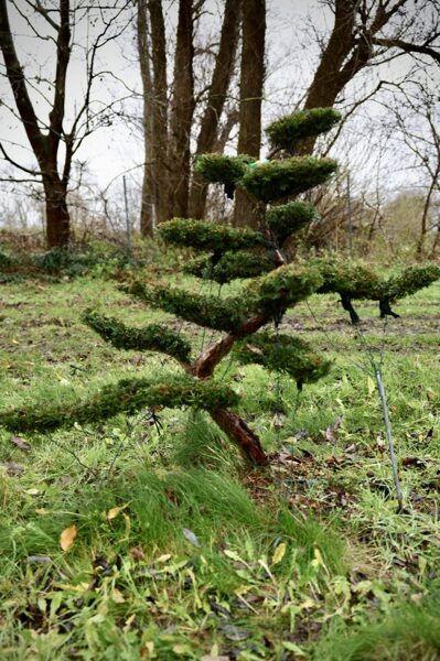 Parastās īves (Taxus baccata) BONSAI-NIWAKI dižstāds (Nr.3) – unikālas formas miniatūrs koks