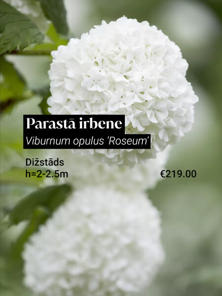 Parastā irbene 'Roseum' (Viburnum opulus), dižstāds – kupls, izteiksmīgs krūms