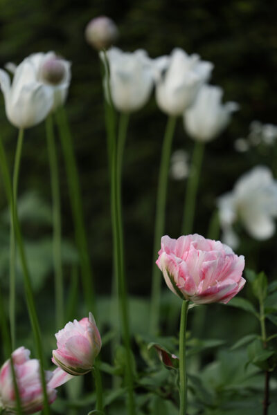 Kolekcija 'Maigi rozā baltais sapnis' - sīpolpuķu kolekcija puķu dobēm