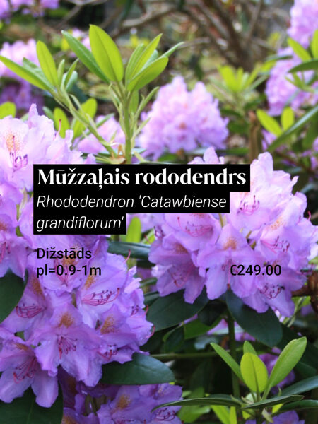 Mūžzaļais rododendrs 'Catawbiense Grandiflorum' (Rhododendron), kupls, izteiksmīgs krūms