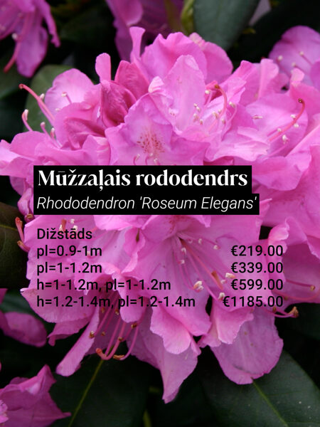 Mūžzaļais rododendrs 'Roseum Elegans' (Rhododendron), kupls, izteiksmīgs krūms, 4 dažādi izmēri