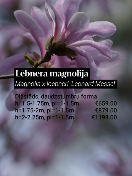 Lēbnera magnolija 'Leonard Messel' (Magnolia loebneri), dižstāds, daudzstumbra forma, 3 dažādi izmēri