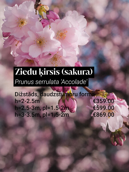 Ziedu ķirsis (sakura) 'Accolade' (Prunus serrulata), dižstāds, daudzstumbru forma, 3 dažādi izmēri