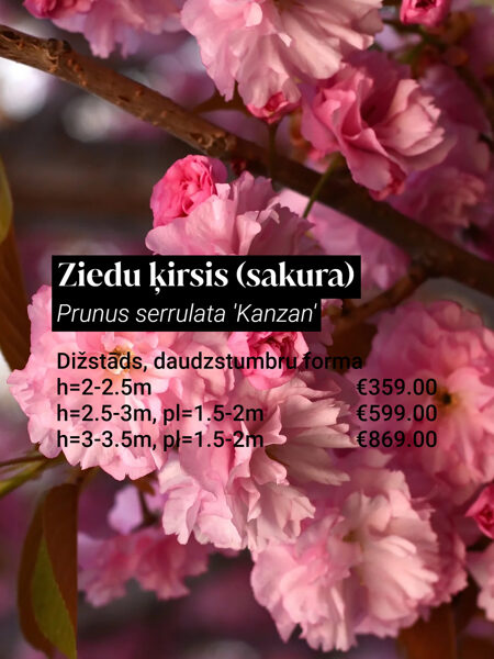 Ziedu ķirsis (sakura) 'Kanzan' (Prunus serrulata), dižstāds, daudzstumbru forma, 3 dažādi izmēri