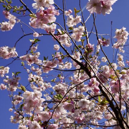Ziedu ķirsis (sakura) 'Accolade'