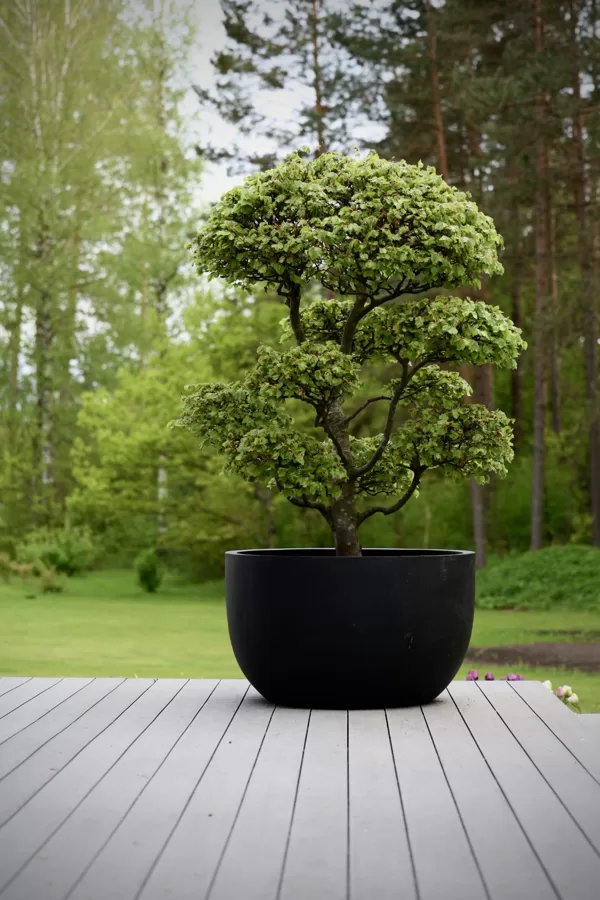 Puķu pods no sērijas Meet Joe Black, dižskabārža bonsai kociņš