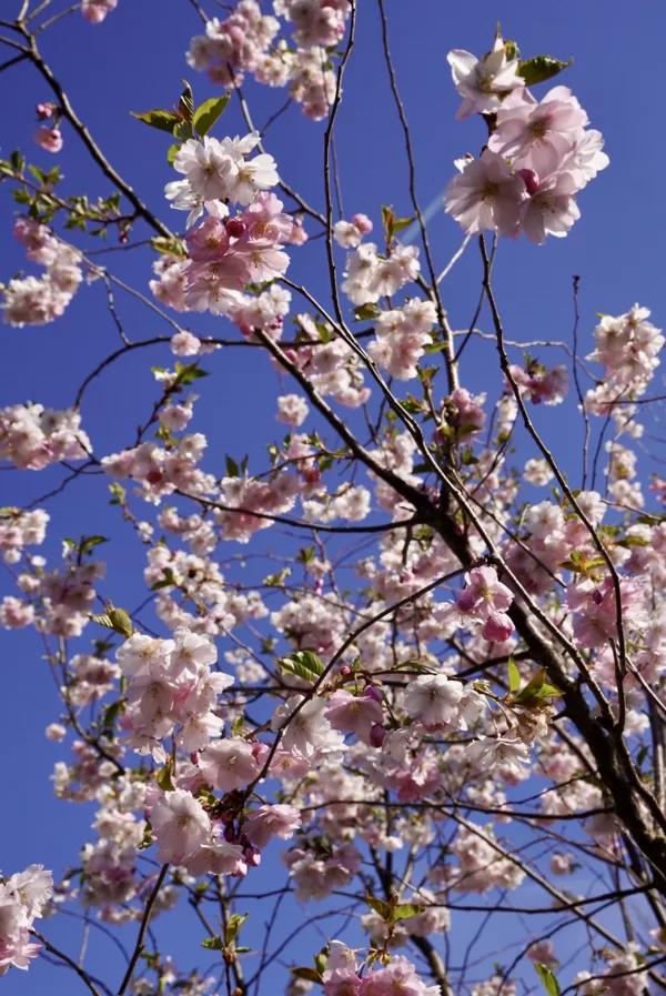 Ziedu ķirsis (sakura) 'Accolade'