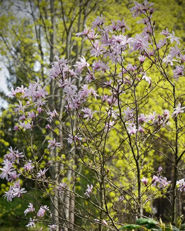 Magnolija 'Leonard Messel'