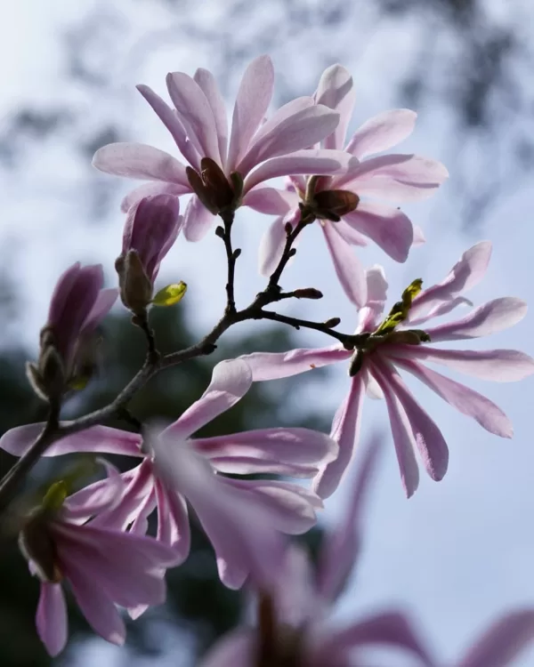 Magnolija 'Leonard Messel'